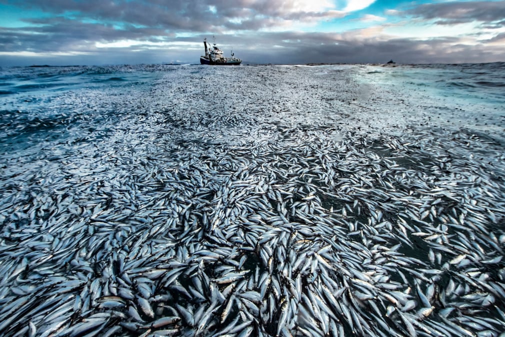 Cele mai bune fotografii de viață sălbatică ale anului 2021: ocean