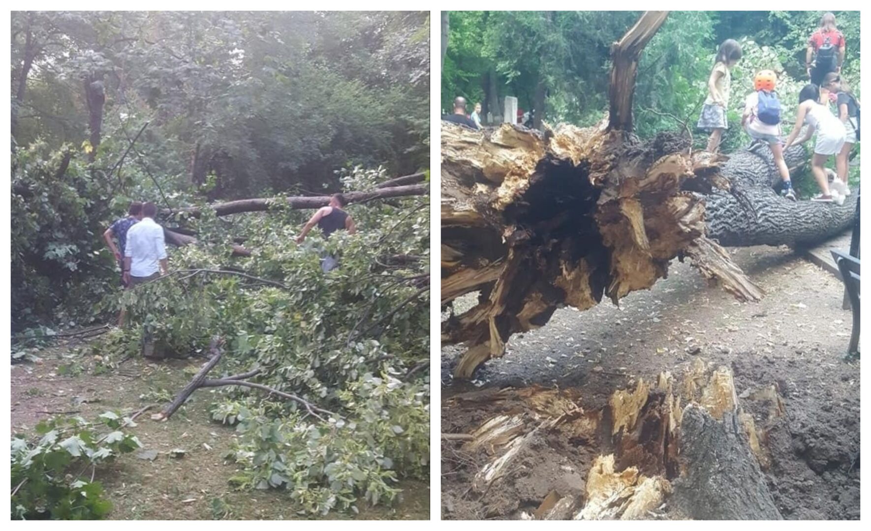 Copac căzut peste fetiţa cântăreţului Matteo în Parcul Kiseleff. Alertă meteo de vreme severă în Bucureşti. Când vin furtunile