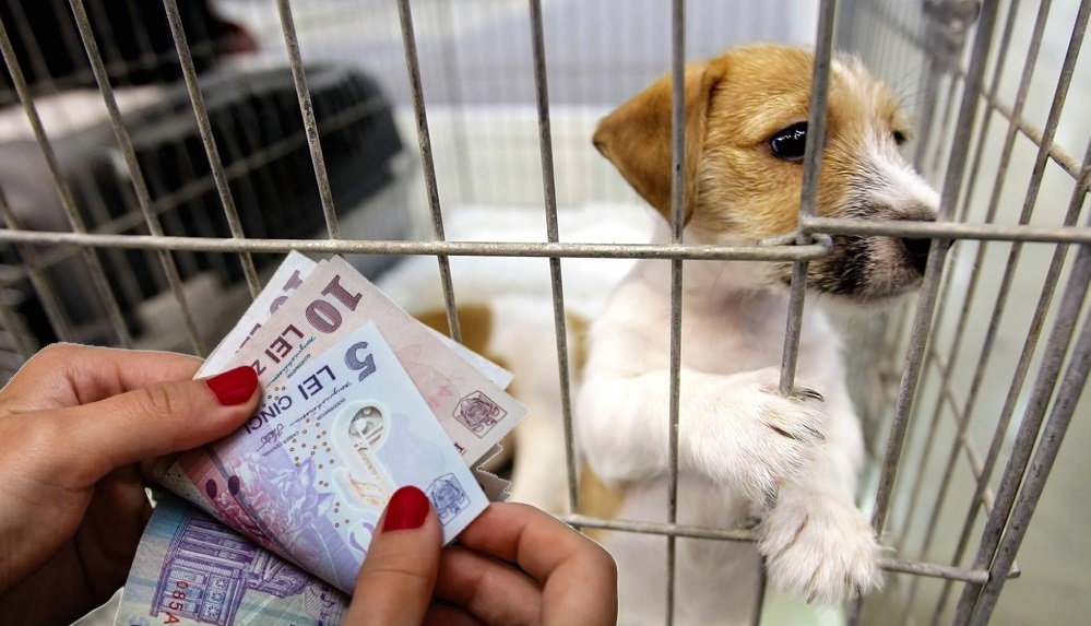 Oamenii vor fi obligați să le facă test ADN pentru câini. Amenda e de 1000 de euro, plus 500 de euro dacă nu strângi “după el”