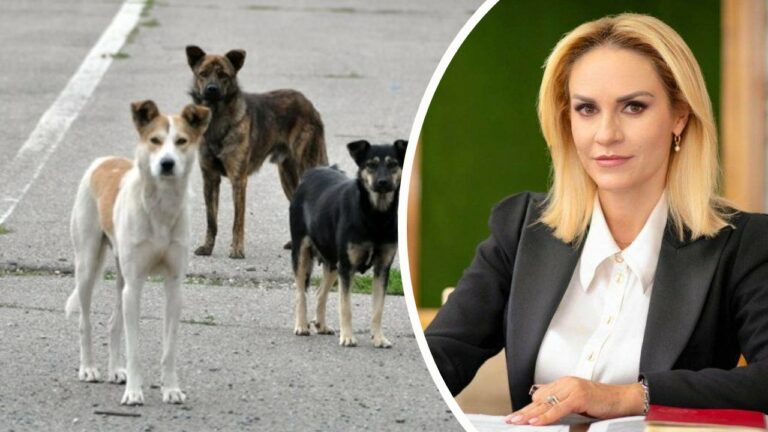 Gabriela Firea, despre situația câinilor maidanezi din București