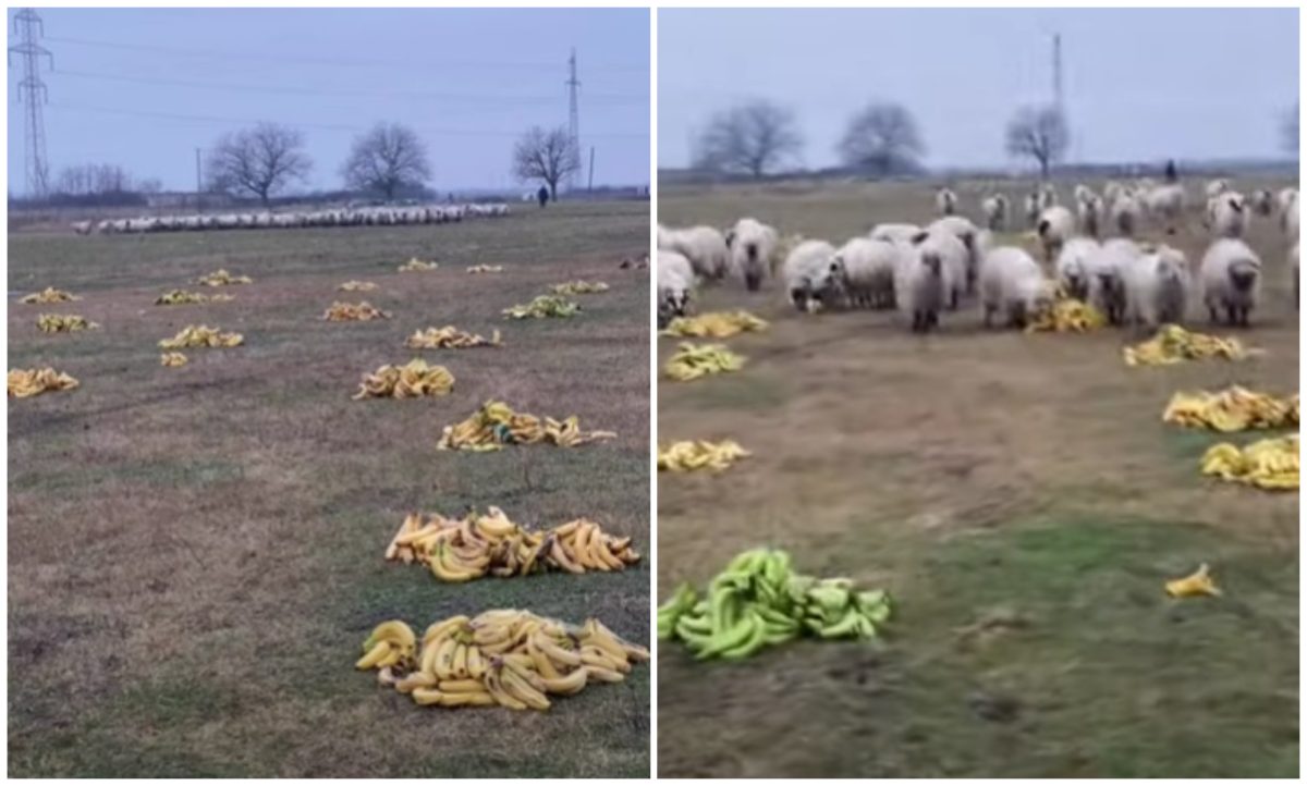 Un cioban din România le dă banane oilor, după ce a rămas fără iarbă. Imaginile au devenit virale