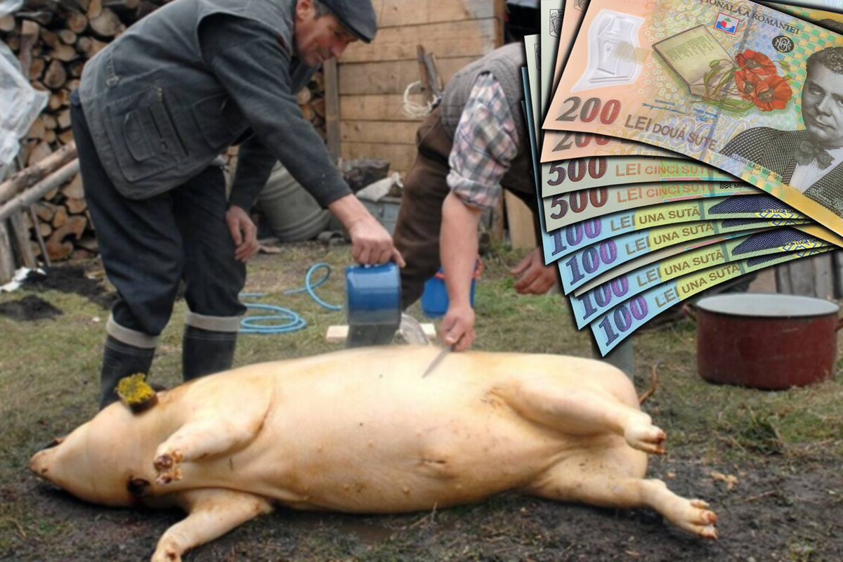 O ieşeancă a fost amendată cu 1.200 de lei pentru porcul din ogradă