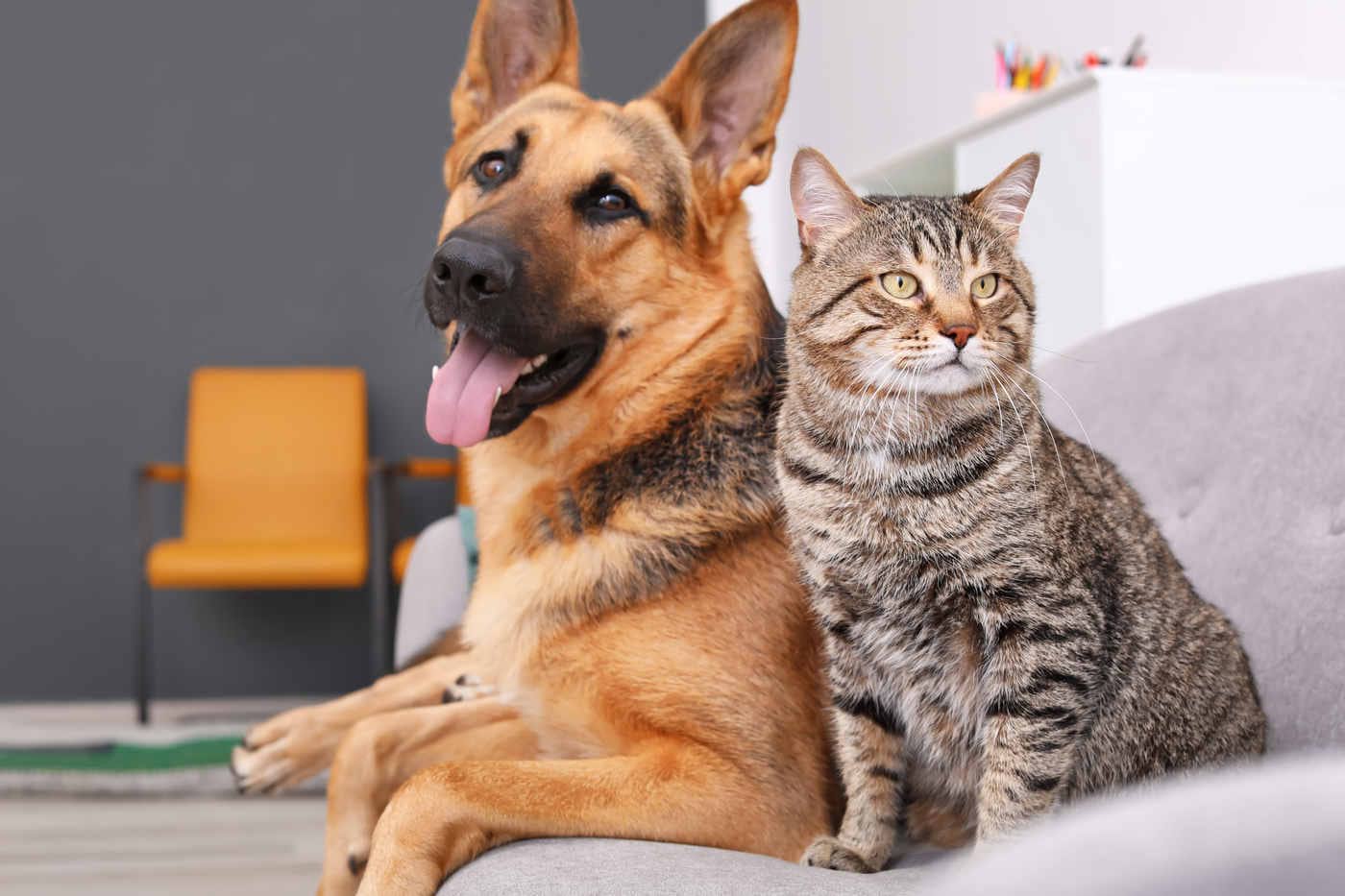 Toți proprietarii de câini și pisici trebuie să știe! Decizia care îți poate aduce amenzi colosale