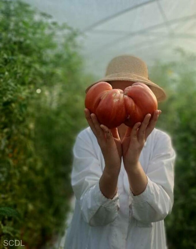 Cum arată roșia ce cântărește cât un pepene! A fost cultivată la Buzău iar producătorii sunt mândri nevoie-mare de reușita lor