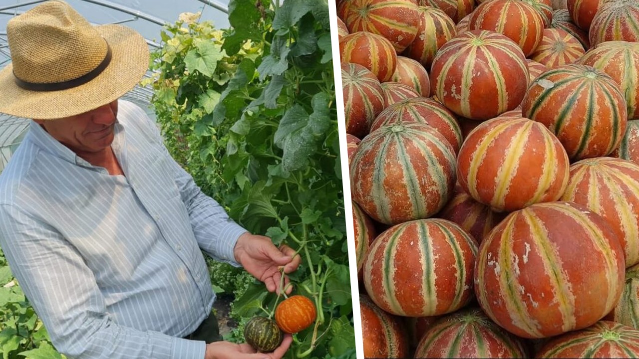 Kajari melon, pepenele indian cu gust de miere sau înghețată, a ajuns la Buzău. Originar din Asia, face parte dintr-un soi unic în România