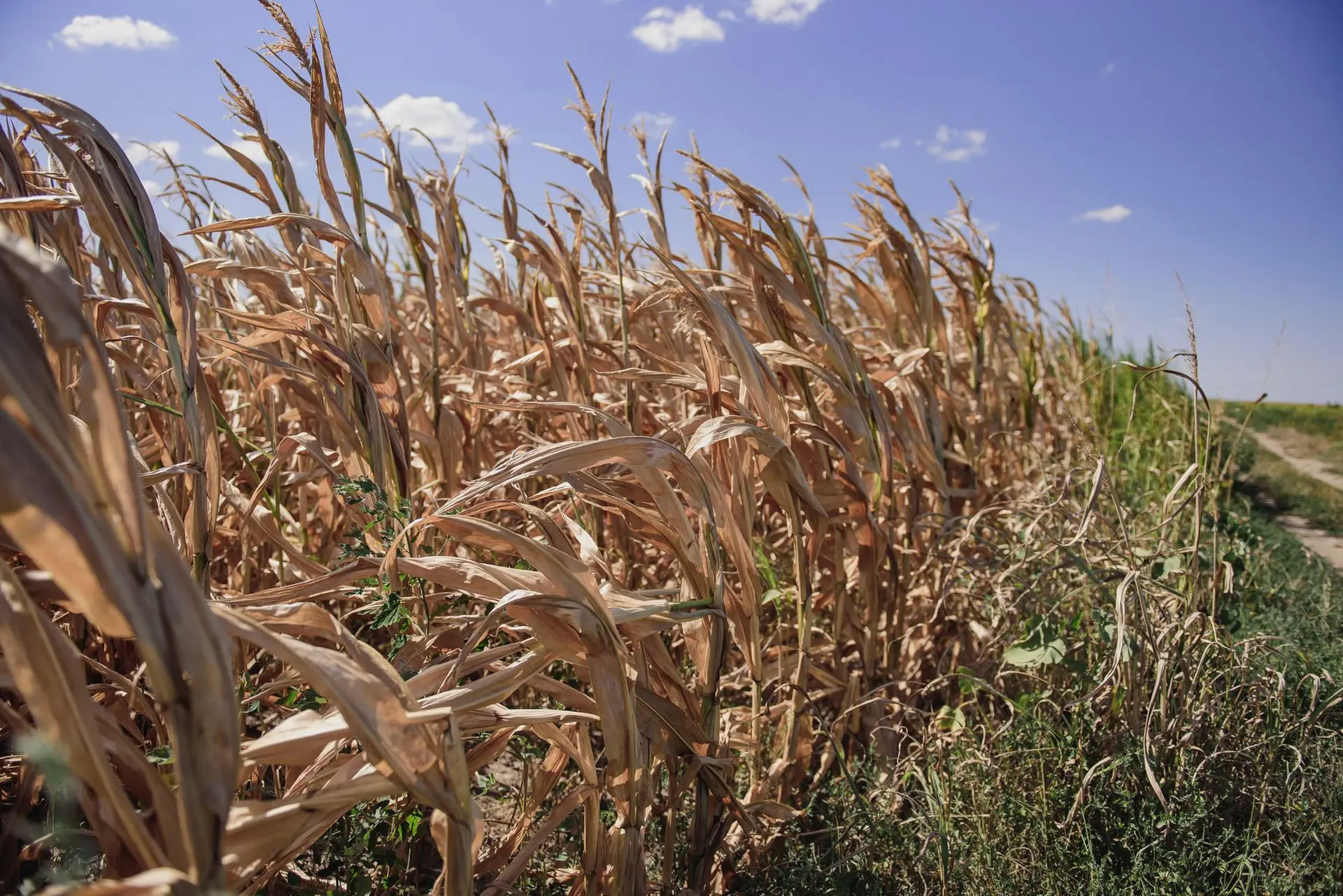 Veşti proaste pentru fermierii români chiar din partea Departamentului de Agricultură al SUA. Americanii prognozează o recoltă de porumb cu 2,2 milioane de tine mai mică decât estimaseră iniţial